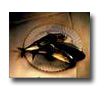 immagine-pesce